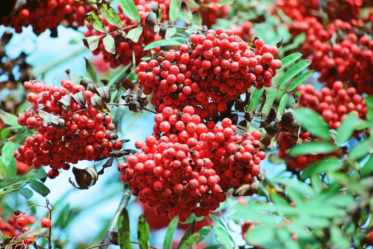 Fotka horské dráhy