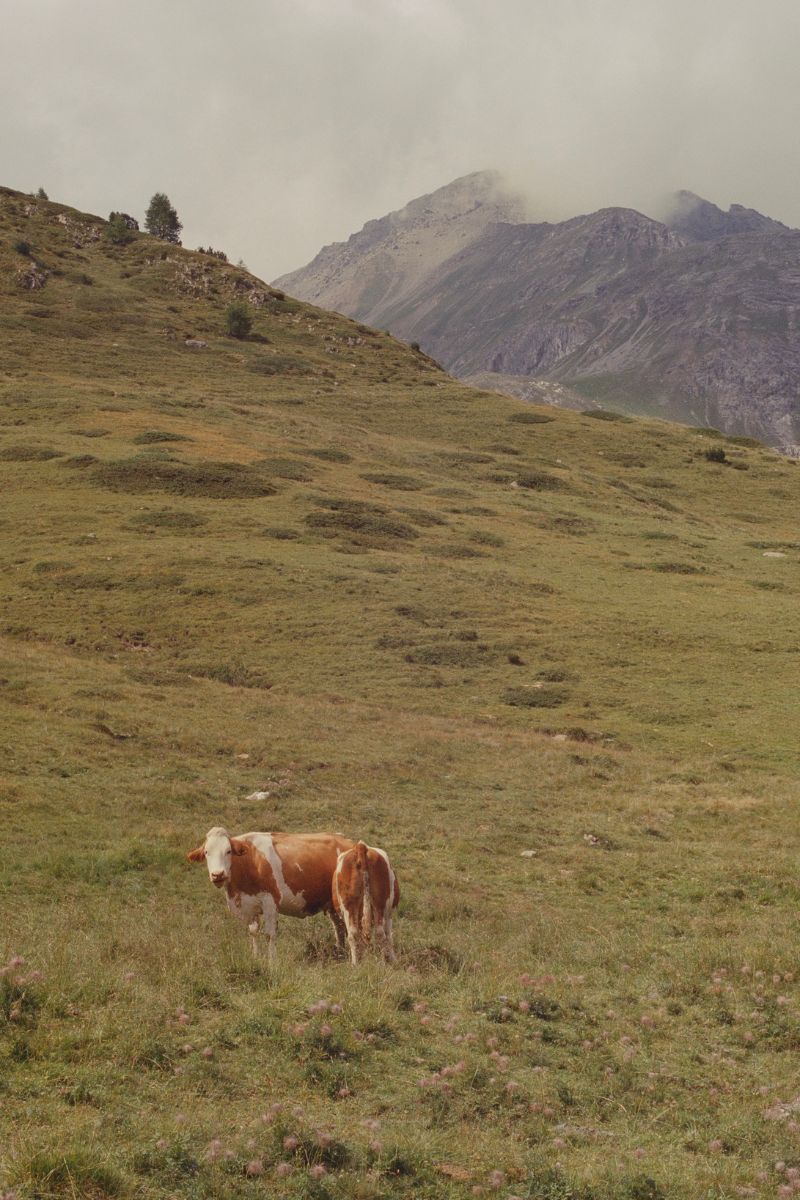 Fotka jedné nebo dvou krav