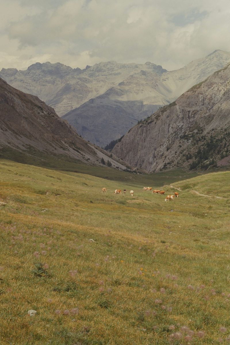 Fotka stáda v Alpách